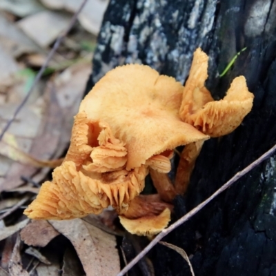 Unidentified Cup or disk - with no 'eggs' at Moruya, NSW - 4 Mar 2022 by LisaH