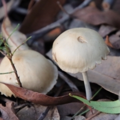 Unidentified Cup or disk - with no 'eggs' at Moruya, NSW - 4 Mar 2022 by LisaH
