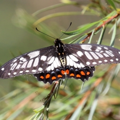 Papilio anactus (Dainty Swallowtail) at Fyshwick, ACT - 4 Mar 2022 by RodDeb