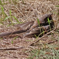 Rhipidura albiscapa at Fyshwick, ACT - 4 Mar 2022