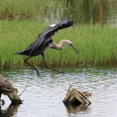 Ardea pacifica at Fyshwick, ACT - 4 Mar 2022 12:13 PM