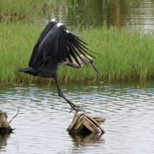 Ardea pacifica at Fyshwick, ACT - 4 Mar 2022 12:13 PM