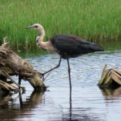 Ardea pacifica at Fyshwick, ACT - 4 Mar 2022 12:13 PM