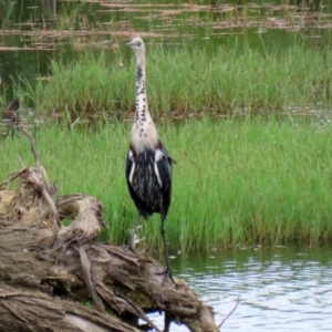 Ardea pacifica at Fyshwick, ACT - 4 Mar 2022 12:13 PM