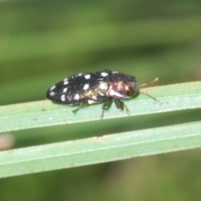 Diphucrania duodecimmaculata (12-spot jewel beetle) at ANBG - 4 Mar 2022 by Harrisi
