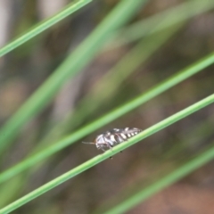 Diphucrania duodecimmaculata at Acton, ACT - 4 Mar 2022