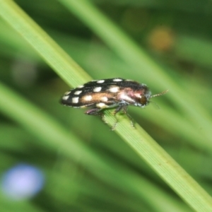 Diphucrania duodecimmaculata at Acton, ACT - 4 Mar 2022