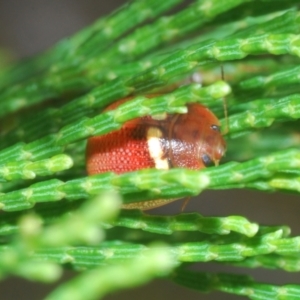 Paropsisterna sp. (genus) at Coree, ACT - 28 Feb 2022