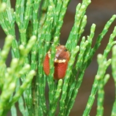 Paropsisterna sp. (genus) at Coree, ACT - 28 Feb 2022