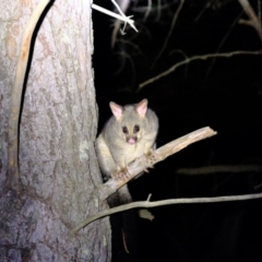 Trichosurus vulpecula at Holt, ACT - 4 Mar 2022 09:52 PM