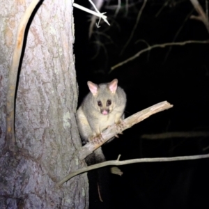 Trichosurus vulpecula at Holt, ACT - 4 Mar 2022 09:52 PM