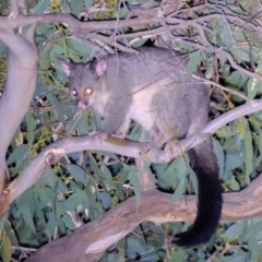 Trichosurus vulpecula (Common Brushtail Possum) at Coree, ACT - 4 Mar 2022 by Kurt