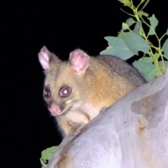 Trichosurus vulpecula (Common Brushtail Possum) at Coree, ACT - 4 Mar 2022 by Kurt