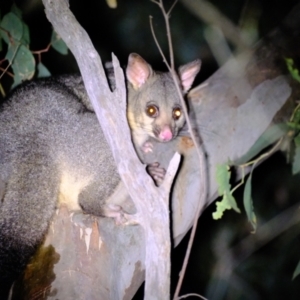 Trichosurus vulpecula at Holt, ACT - 4 Mar 2022