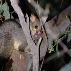 Trichosurus vulpecula at Holt, ACT - 4 Mar 2022