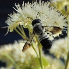 Megachile semiluctuosa (Bee) at Rugosa - 3 Mar 2022 by SenexRugosus