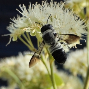 Megachile semiluctuosa at Yass River, NSW - 3 Mar 2022