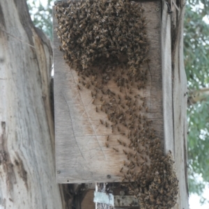 Apis mellifera at Forde, ACT - 5 Mar 2022 11:09 AM