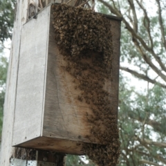 Apis mellifera at Forde, ACT - 5 Mar 2022 11:09 AM