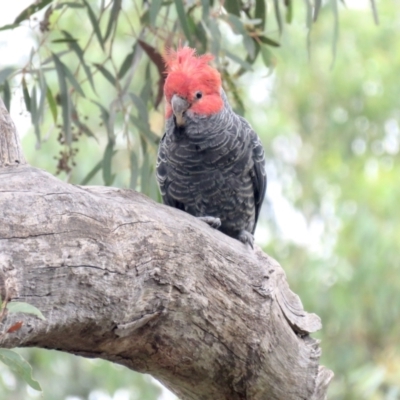 Callocephalon fimbriatum (Gang-gang Cockatoo) at Gossan Hill - 4 Mar 2022 by goyenjudy