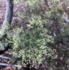 Cassinia quinquefaria at Bruce, ACT - 31 Jan 2022