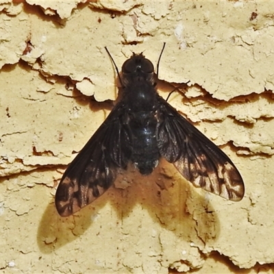 Anthrax sp. (genus) (Unidentified Anthrax bee fly) at Wanniassa, ACT - 4 Mar 2022 by JohnBundock