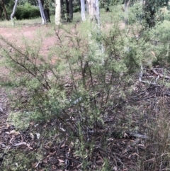 Cassinia quinquefaria at Bruce, ACT - 31 Jan 2022 10:53 AM