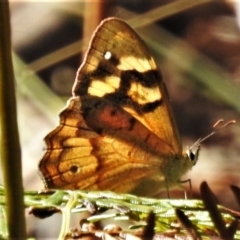 Heteronympha banksii (Banks' Brown) at Paddys River, ACT - 4 Mar 2022 by JohnBundock