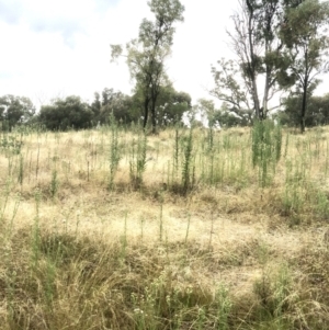 Erigeron sp. at Bruce, ACT - 5 Mar 2022