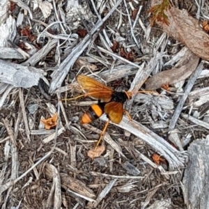 Cryptocheilus bicolor at Hackett, ACT - 5 Mar 2022 12:10 PM