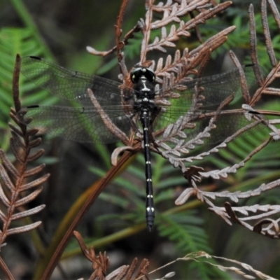 Eusynthemis guttata (Southern Tigertail) at Tidbinbilla Nature Reserve - 4 Mar 2022 by JohnBundock