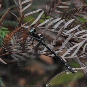 Eusynthemis guttata at Tidbinbilla Nature Reserve - 4 Mar 2022