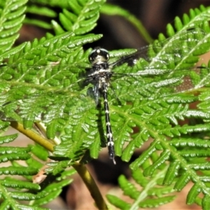 Eusynthemis guttata at Tidbinbilla Nature Reserve - 4 Mar 2022