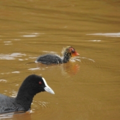 Fulica atra (Eurasian Coot) at Goulburn, NSW - 4 Mar 2022 by GlossyGal