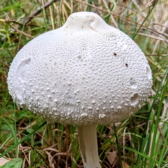 Macrolepiota dolichaula (Macrolepiota dolichaula) at Kambah, ACT - 5 Mar 2022 by HelenCross