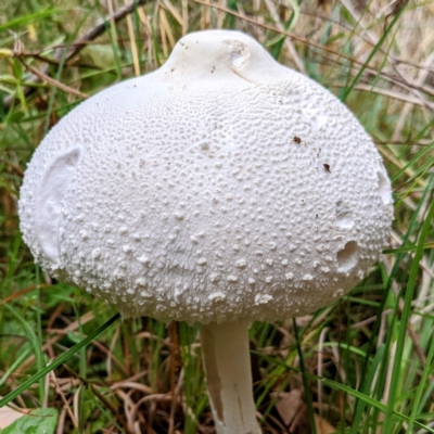 Macrolepiota dolichaula (Macrolepiota dolichaula) at Lions Youth Haven - Westwood Farm A.C.T. - 4 Mar 2022 by HelenCross