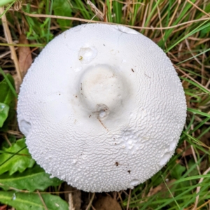 Macrolepiota dolichaula at Kambah, ACT - 5 Mar 2022