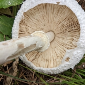 Macrolepiota dolichaula at Kambah, ACT - 5 Mar 2022