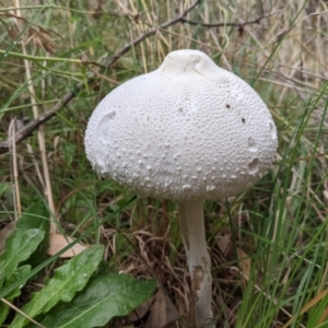 Macrolepiota dolichaula at Kambah, ACT - 5 Mar 2022