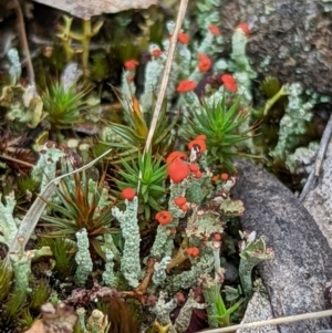 Cladonia sp. (genus) at Lake George, NSW - 5 Mar 2022 11:57 AM