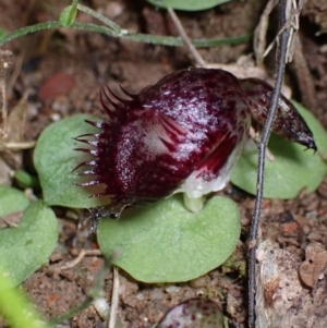 Corysanthes hispida at Paddys River, ACT - 4 Mar 2022