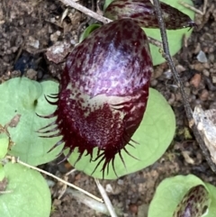 Corysanthes hispida at Paddys River, ACT - 4 Mar 2022