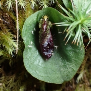 Corysanthes hispida at Paddys River, ACT - 4 Mar 2022