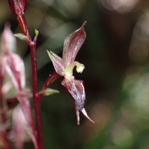 Acianthus exsertus at Paddys River, ACT - suppressed