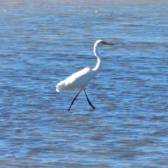 Ardea alba (Great Egret) at Shelly Beach, QLD - 23 Jun 2013 by TerryS