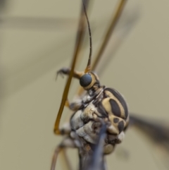 Ptilogyna sp. (genus) (A crane fly) at Mount Majura - 3 Mar 2022 by trevsci