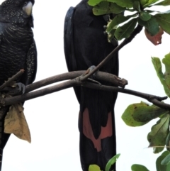 Calyptorhynchus banksii (Red-tailed Black-cockatoo) at Pallarenda, QLD - 16 Jan 2015 by TerryS