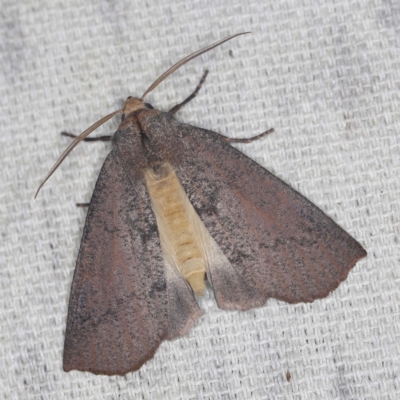 Fisera eribola (Orange-hooded Crest-moth) at O'Connor, ACT - 3 Mar 2022 by ibaird
