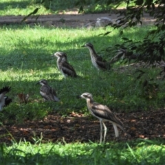 Burhinus grallarius (Bush Stone-curlew) at Hermit Park, QLD - 28 Feb 2022 by TerryS