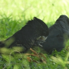 Calyptorhynchus banksii (Red-tailed Black-cockatoo) at Hermit Park, QLD - 28 Feb 2022 by TerryS